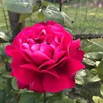 فندق مبيت وإفطار La Grange D'helene شوليه