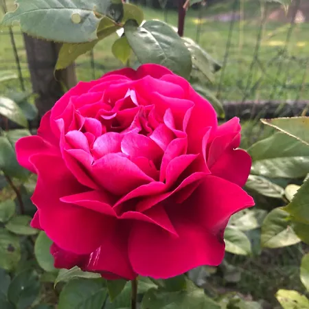 Bed and breakfast La Grange D'hélène Cholet