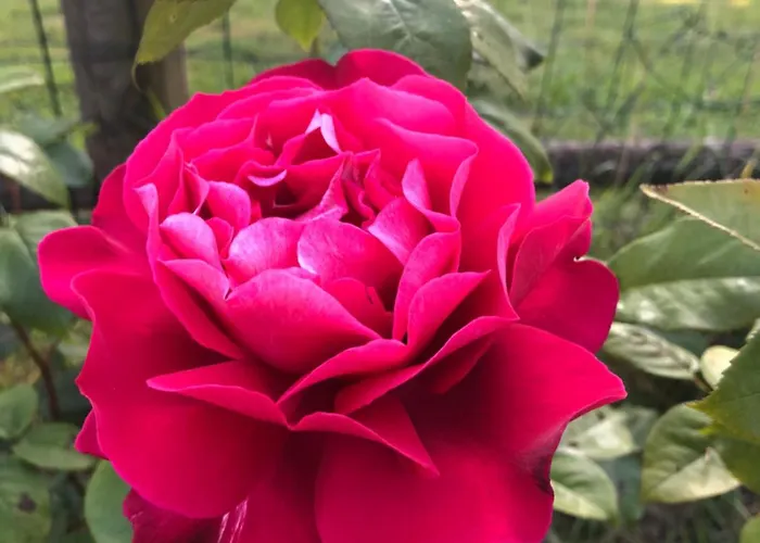 Couette-café La Grange D'hélène Cholet